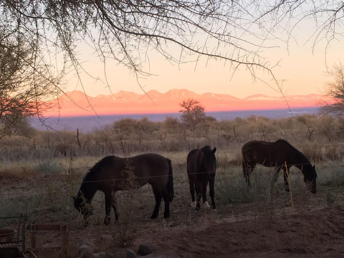 Andes Nomads Desert Camp & Lodge San Pedro de Atacama Ngoại thất bức ảnh